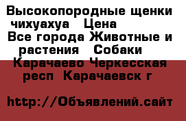 Высокопородные щенки чихуахуа › Цена ­ 25 000 - Все города Животные и растения » Собаки   . Карачаево-Черкесская респ.,Карачаевск г.